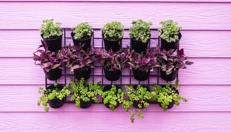 Jasnoróżowy kolor tła wspaniale kontrastuje z ciemną zielenią.