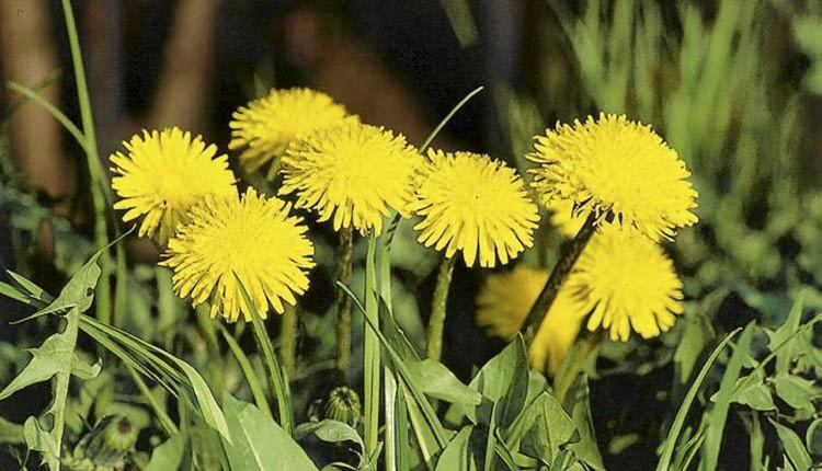 MNISZEK LEKARSKI TARAXACUM OFFICINALE CHWAST ROSLINA UZYTKOWA FOT. LILIANNA SOKOLOWSKA SLAJD MALY PUBLIKACJA KWIETNIK NR 7 (127) - 7.2005 SLOWA KLUCZOWE: ROSLINY KWIATY ZDJĘCIE DO WKŁADKI: PUBLIKACJA KWIETNIK NR 7 (127) - CZASOPISMA
