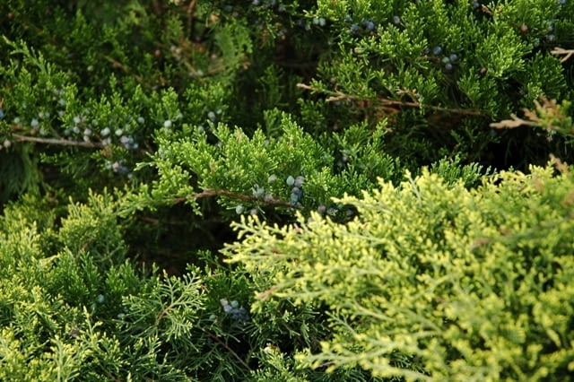 Jałowiec sabiński (Juniperus sabina)