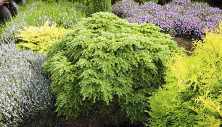 10.09.2008 WARSZAWA ROSLINY OKAZY SYLWETKI DLA MIESIECZNIKA OGRODY SZKOLKA KRZEWOW I DRZEW OZDOBNYCH SZYMANOWSKI NZ.ROSLINY DRZEWA CHOINA KANADYJSKA ' YEDDELOH ' FOT. WOJCIECH SURDZIEL / AGENCJA GAZETA PUBLIKACJA OGRODY NR 1 (117) - 1 2009 PUBLIKACJA LADNY DOM NR 11 (145) - 11 2010 SLOWA KLUCZOWE: ROSLINY DRZEWA ZDJĘCIE DO WKŁADKI: PUBLIKACJA OGRODY NR 1 (117) - CZASOPISMA