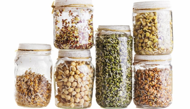 Kiełki, pszenica, ciecierzyca, zielona soczewica, czerwona soczewica, żółta soczewica, rzodkiewka