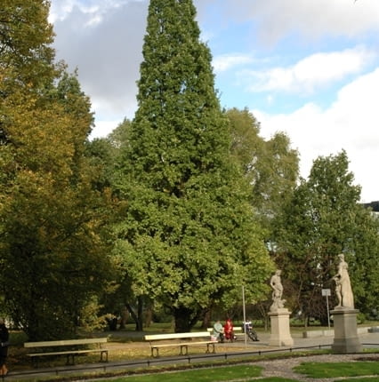 Dąb szypułkowy Quercus robur 'Fastigiata'