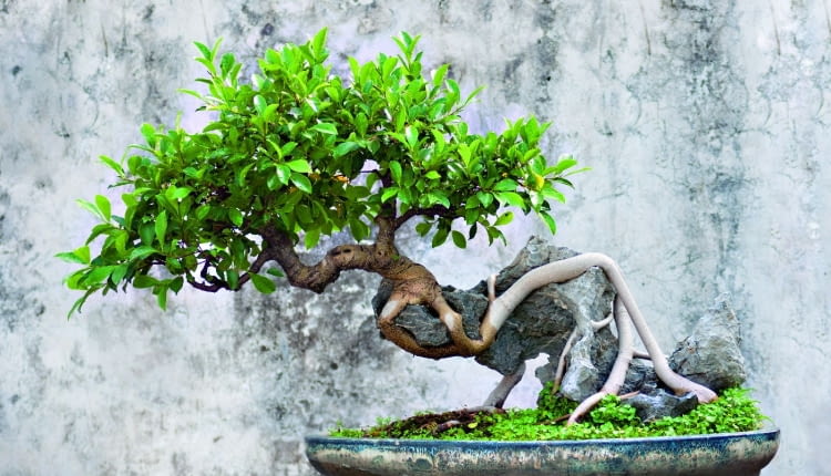Fikus benjamina uformowany jako drzewko bonsai może łatwo gubić liście