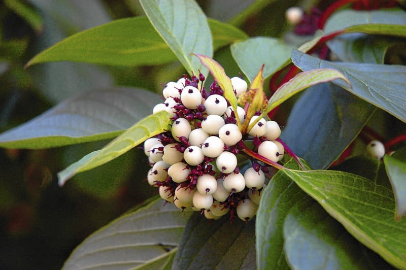 Dereń biały owoce KRZEW LISCIASTY OWOCE DEREN BIALY ' SIBIRICA ' FOT. EWA NARKIEWICZ PUBLIKACJA KWIETNIK NR 1 (169) - 1 2009 SLOWA KLUCZOWE: OWOCE ROSLINY ZDJĘCIE DO WKŁADKI: PUBLIKACJA KWIETNIK NR 1 (169) - CZASOPISMA