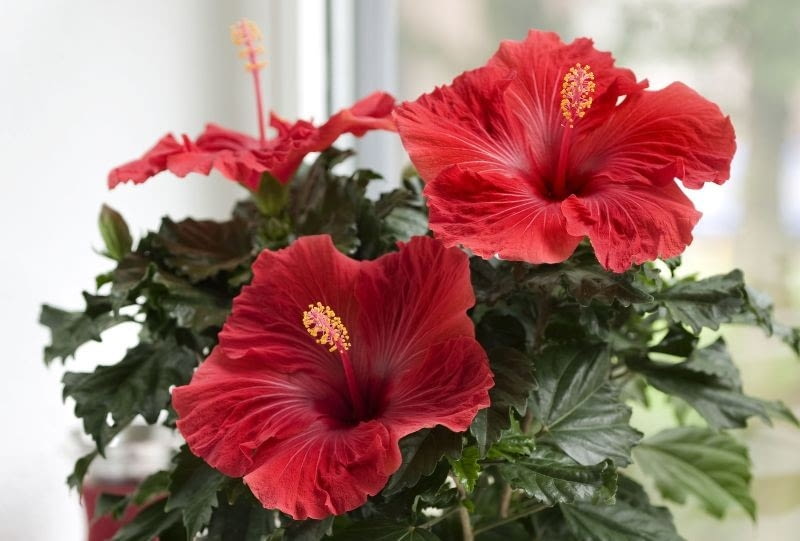 Hibiskus róża chińska 'Volcano' z serii Hibiscia