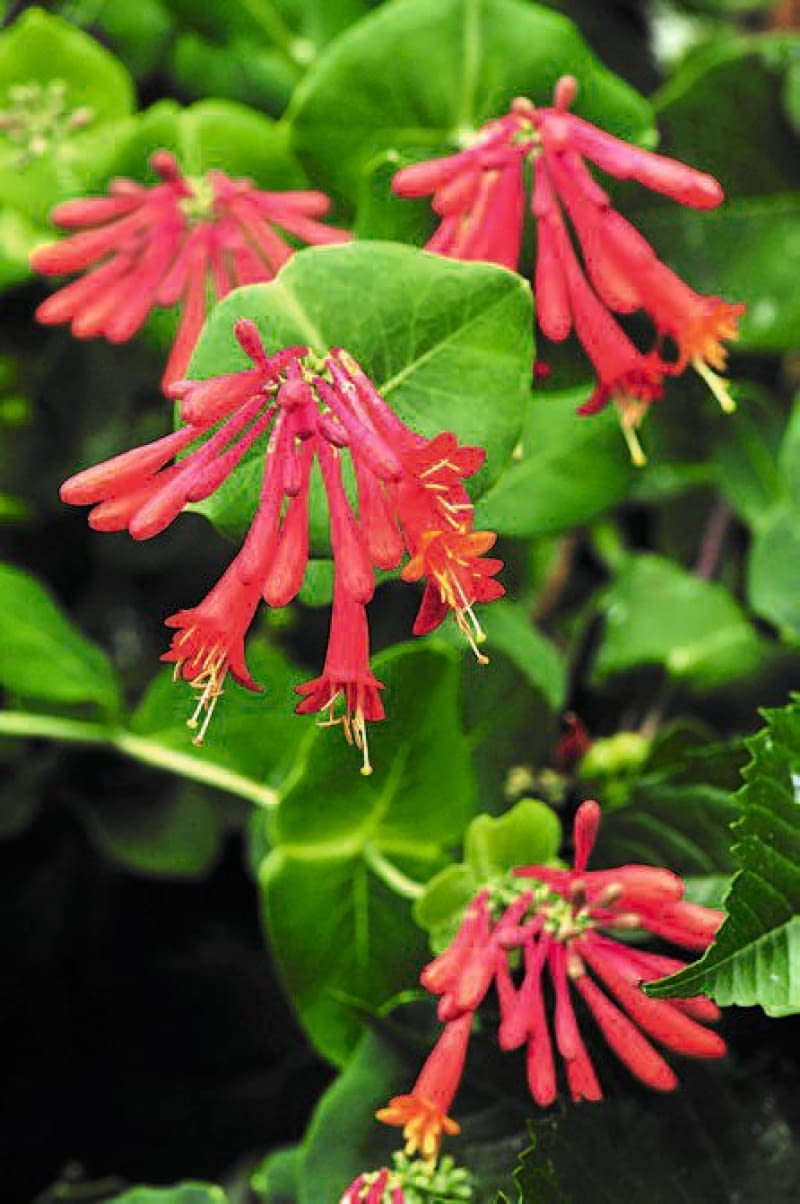 Wiciokrzew browna 'Fuchsioides' Wiciokrzew browna 'Fuchsioides'