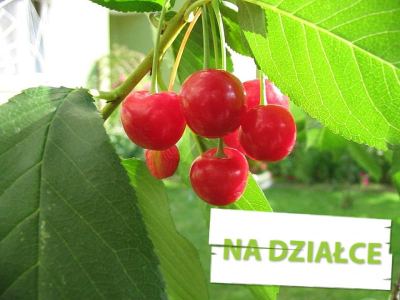 Owoce wiśni Owoce wiśni