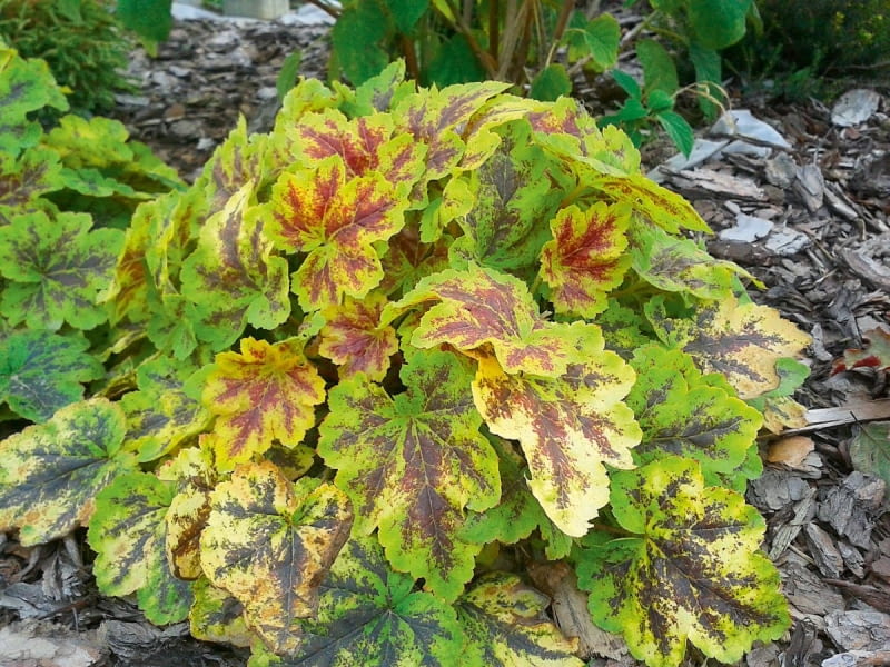 Żuraweczka Heucherella 'Solar Eclipse' Żuraweczka Heucherella 'Solar Eclipse'