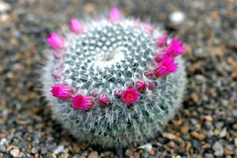 Mammillaria sp.