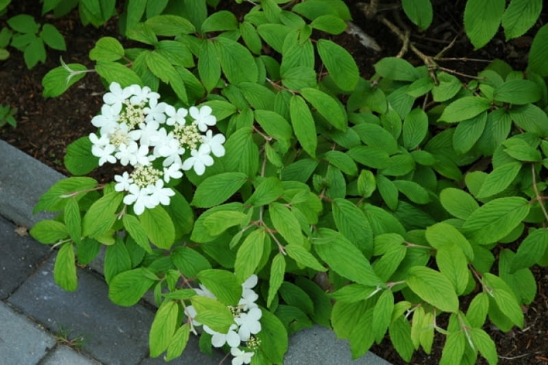 Kalina japońska forma płodna (Viburnum plicatum f. tomentosum). Ma białe kwiaty Kalina japońska forma płodna (Viburnum plicatum f. tomentosum). Ma białe kwiaty