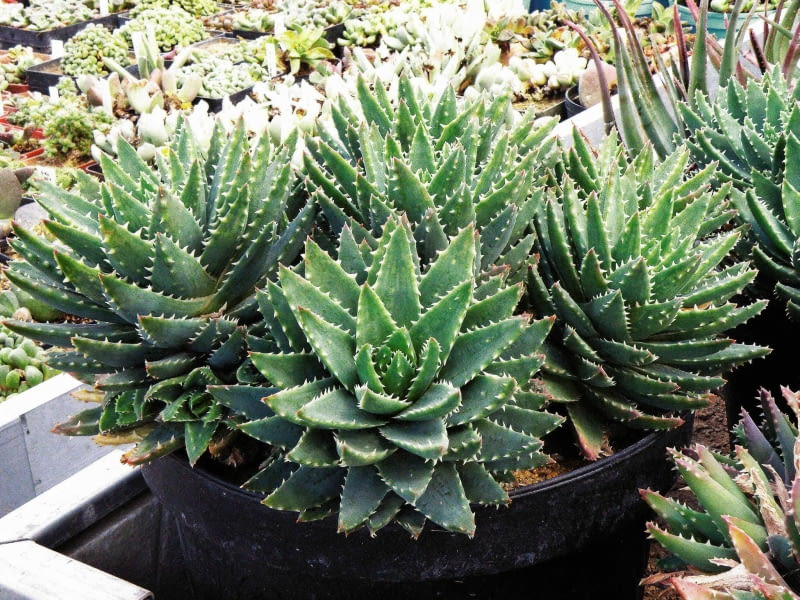 Delikatne 'uzębienie'. Aloes brevifolia ma krótkie liście zakończone białymi wypustkami przypominającymi zęby. Ale bez obaw - są miękkie, nie grozi nam więc skaleczenie. aloes, rośliny doniczkowe