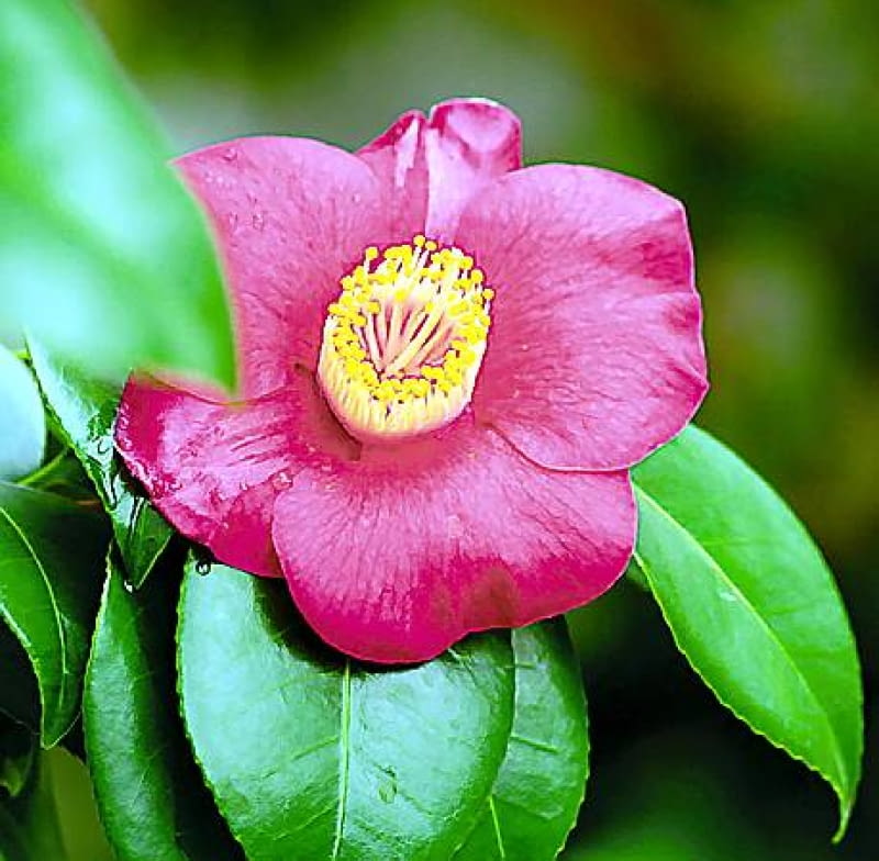 Kwiat pojedynczy 21.01.2003 WARSZAWA OGROD BOTANICZNY PAN POWSIN SZKLARNIA KRZEWY KWIATY KAMELIA JAPONSKA CAMELLIA JAPONICA THEACEAE FOT. PAWEL SLOMCZYNSKI / AGENCJA GAZETA