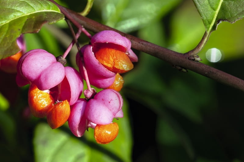 TRZMIELINA EUROPEJSKA 'Red Cascade' ma liczne owoce o różowych okrywach. TRZMIELINA EUROPEJSKA 'Red Cascade' ma liczne owoce o różowych okrywach.