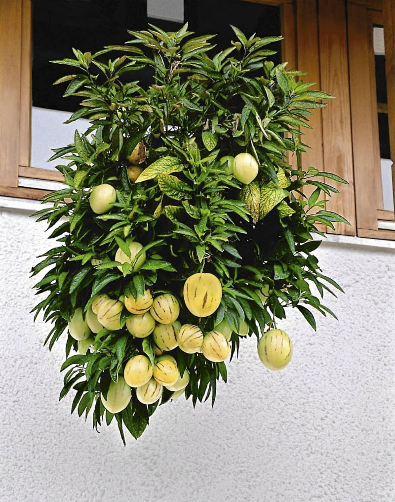 sercowate owoce mają długość ok. 5 cm. U niektórych odmian wyglądają jak ogórki. PEPINO GOLD PSIANKA MELONOWA SOLANUM MURICATUM ROSLINA DONICZKOWA OWOC JADALNY FOT. PAWEL SLOMCZYNSKI / AGENCJA GAZETA PUBLIKACJA KWIETNIK NR 5 (113) - 5.2004 PUBLIKACJA CZTERY KATY NR 11 (157) - 11.2004 SLOWA KLUCZOWE: OWOCE ROSLINY ZDJĘCIE DO WKŁADKI: PUBLIKACJA KWIETNIK NR 5 (113) - CZASOPISMA PUBLIKACJA CZTERY KATY NR 11 (157) - CZASOPISMA