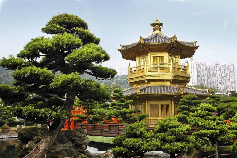 bonsai bonsai