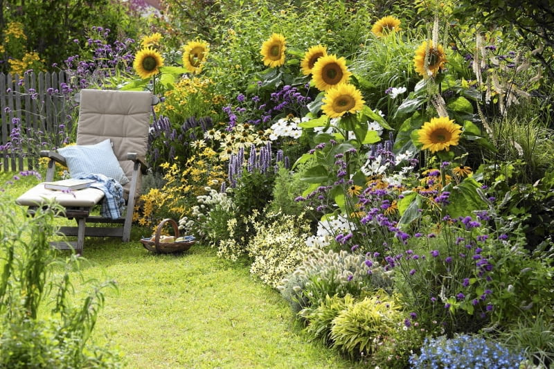 Słonecznik zwyczajny (Helianthus annuus) Helianthus 'Summer Breeze'(Sonnenblumen), Agastache'Blue Fortune' (Duftnessel), Coreopsis 'Moonbeam'(M dchenauge), Lagurus 'Bunny Tails' (Hasenschwanzgras), Colakraut (Artemisia), Verbena bonariensis (Eisenkraut) , Rudbeckia 'Goldsturm' Echinacea 'Sunrise' (Sonnenhut), Cosmos (Schmuckk^rbchen), Cimicifuga (Silberkerze), Lobelia (M nnertreu) SLOWA KLUCZOWE: msgnp11 000 lila Duft Stauden Einj hrige blau Gr ser draussen Sp tsommer Beet Garten Artemisia abrotanum var. maritima Helenium Sonnenbraut Sommerblumen Sommer gelb wei? quer Sitzplatz Liege