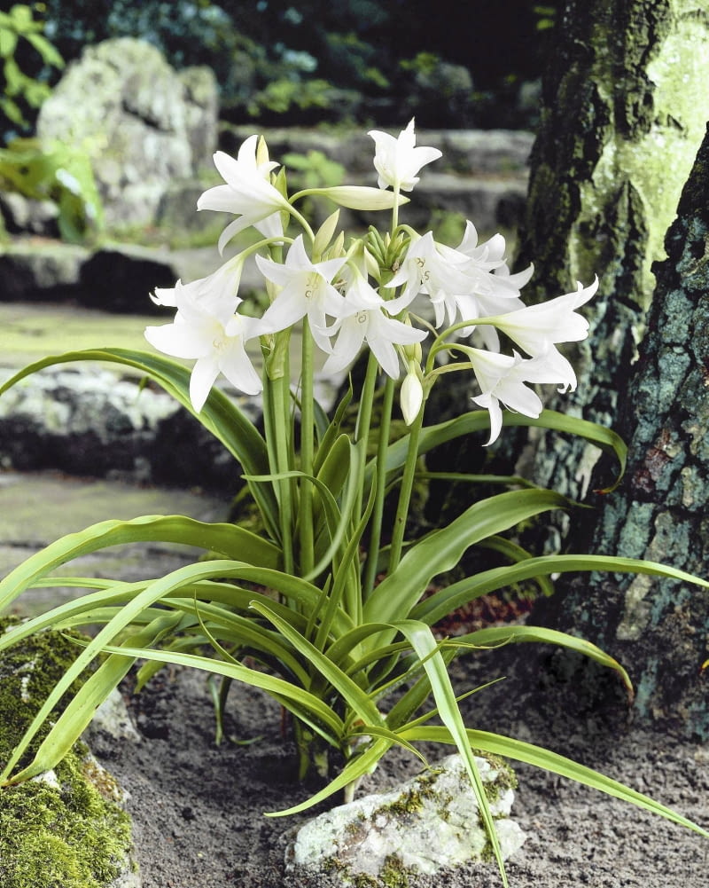01A94PU7 - Crinum powellii Album