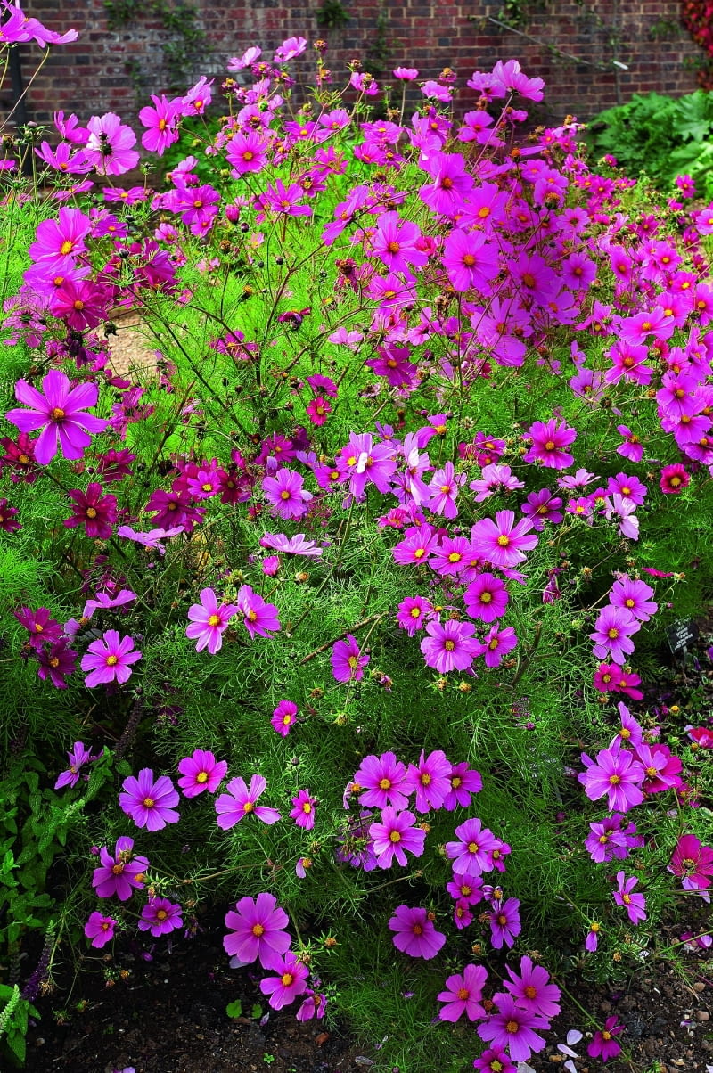 Do onętka zlatują się owady, które w żółtych środkach koszyczków znajdują pyłek i nektar (tu odmiana 'Sonata Pink Blush'). Do onętka zlatują się owady, które w żółtych środkach koszyczków znajdują pyłek i nektar (tu odmiana 'Sonata Pink Blush').