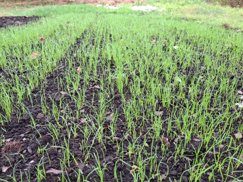 Florogarden to mata nasienna, w której starannie dobrane nasiona trawy umieszczone są w biodegradowalnej włókninie z polilaktydu (PLA) pochodzącego ze skrobi kukurydzianej