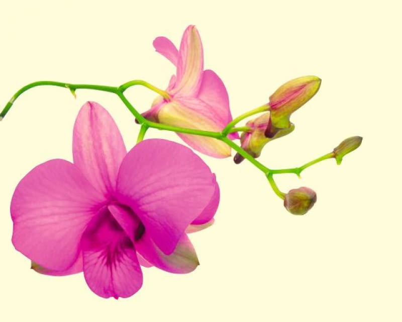 Dendrobium (Dendrobium) Niektóre jego gatunki w okresie spoczynku zrzucają liście, inne cały rok pozostają zielone. Kwiaty za-wiązują zarówno na młodych, jak i starych pędach. By pięknie kwitły, musimy je uprawiać na słonecznym oknie i zapewnić im sporo wilgoci w powietrzu. Wskazane jest więc częste spryskiwanie ich 'patyków'. Natomiast kwiatów nie należy moczyć, bo od kropel wilgoci dostają brzydkich ciemnych plam. storczyki, orchidee.