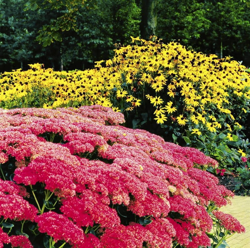 jesienne kwiaty rudbekia 09.2001 ZOMERHOF HOLANDIA N/Z RABATA BYLINOWA RUDBEKIA BLYSKOTLIWA RUDBECKIA FULGIDA ODMIANA GOLDSTRUM BYLINA ROZCHODNIK OKAZALY SEDUM SPECTABILE ODMIANA AUTUMN JOY SUKULENT JESIEN FOT. PAWEL SLOMCZYNSKI / AGENCJA GAZETA SLAJD DUZY PUBLIKACJA KWIETNIK NR 11 (107) - 11.2003 SLOWA KLUCZOWE: ROSLINY ZDJĘCIE DO WKŁADKI: PUBLIKACJA KWIETNIK NR 11 (107) - CZASOPISMA