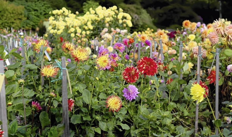 Wysokim daliom nie grozi już wyłamanie, bo otoczono je kołkami i obwiązano sznurkiem.