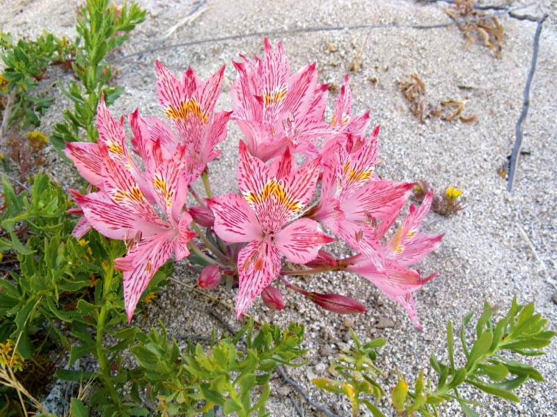 Alstremeria (A. garaventae) ze żwirowych łąk i zboczy gór Chile dorasta do 20-50 cm. Jej kwiaty osiągają długość 8 cm. Alstremeria (A. garaventae) ze żwirowych łąk i zboczy gór Chile dorasta do 20-50 cm. Jej kwiaty osiągają długość 8 cm.