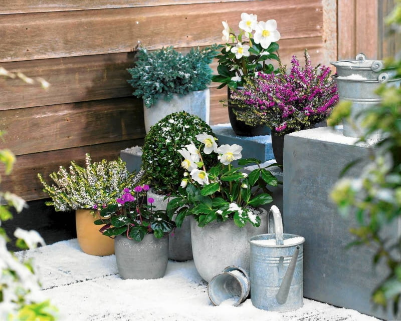 Nie skruszy ich mróz Heidepflanzen, Helleborus, Alpenveilchen und Buchskugeln - auf Winterterrasse SLOWA KLUCZOWE: Buchs Buxus Erica Erika Heide Heidekraut Konifere Nadelbaeume Nadelbaum Patio Perennial Schnee T^pfe Winter Christrose Cyclamen coum Helleborus Schneerose Stauden T^pfe eingetopft