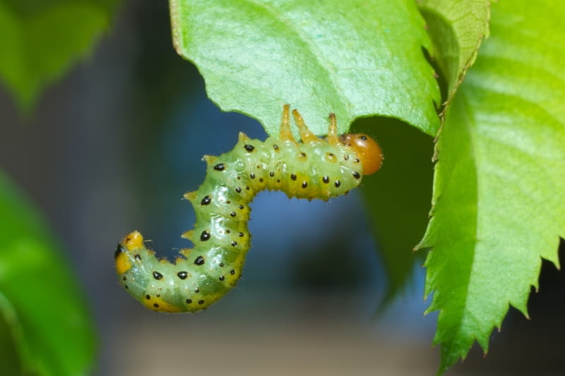 Arge ochropus — obnażacz różówki