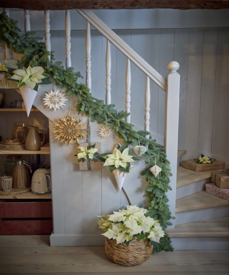 Kremowo-białe poinsecje, zarówno cięte, jak i doniczkowe, zdobią balustradę i prezenty.