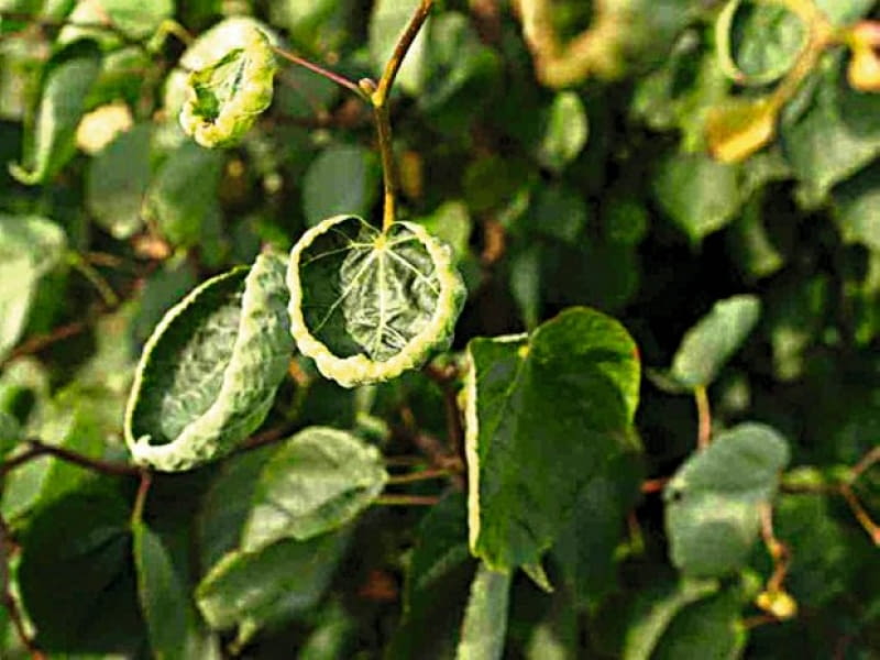 Szpeciele na lipie- zwijacz lipowy