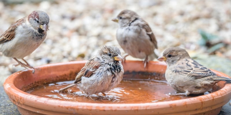Jak podać wodę ptakom podczas mrozów? Jak podać wodę ptakom podczas mrozów?