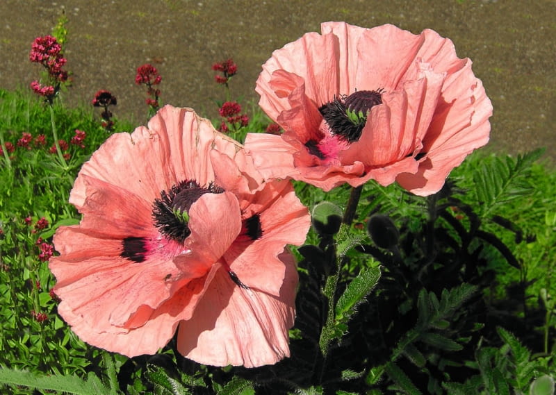 Mak wschodni (Papaver orientale) Mak wschodni (Papaver orientale)