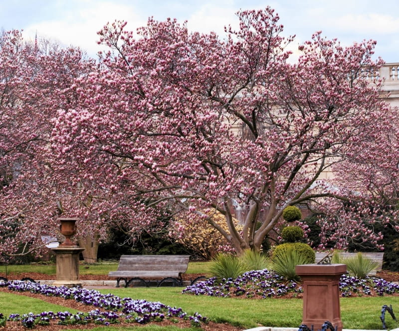 magnolia, 'Rustica rubra' to silnie rosnąca odmiana magnolii Soulange'a o rozłożystej koronie. magnolia, 'Rustica rubra' to silnie rosnąca odmiana magnolii Soulange'a o rozłożystej koronie.