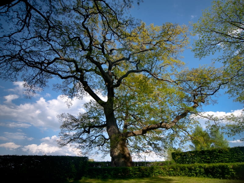 Dąb Wybickiego z Będomina