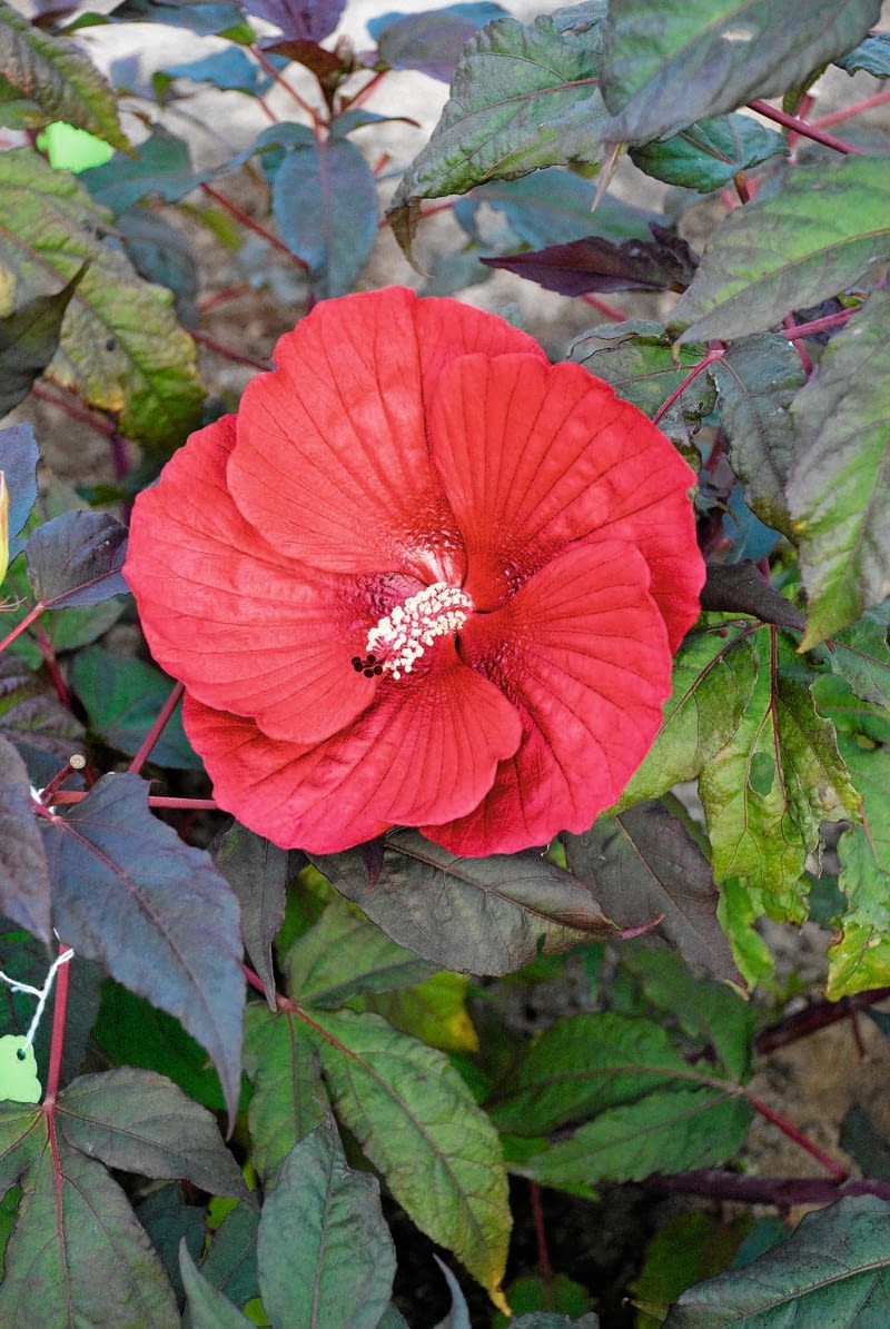 Dosyć wymagająca, ale za to o nieprzeciętnej urodzie - licząca zaledwie rok odmiana ketmii.
