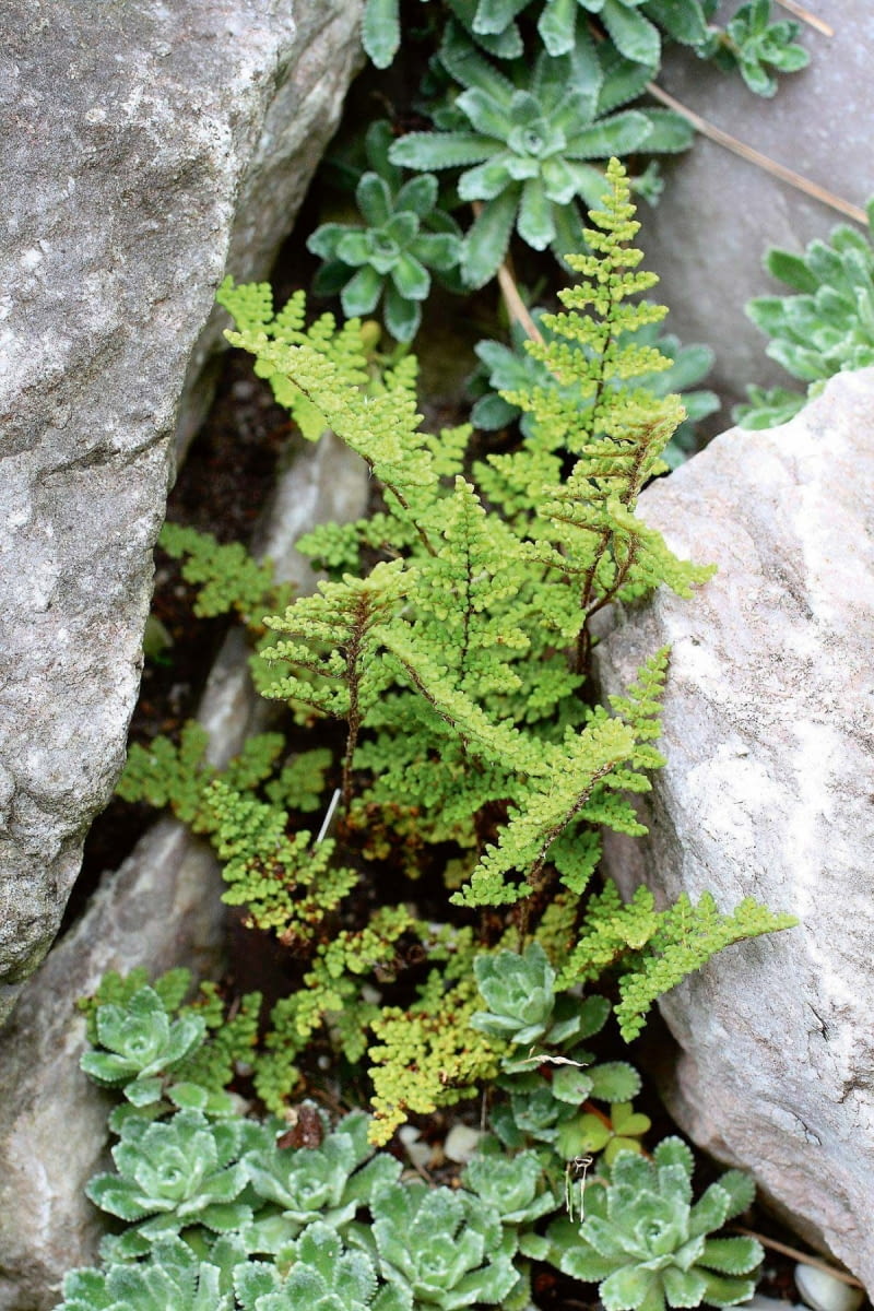 Paproć: Cheilantes wełnisty (Cheilanthes lanosa) UWAGA ! DO JEDNORAZOWEJ PUBLIKACJIOGROD SKALNY , ROSLINA SKALNA - PAPROC ODPORNA NA SUSZE CHEILANTHES LANOSAFOT. WITOLD HOPPELPUBLIKACJA OGRODY NR 3 (155) - 3 2012