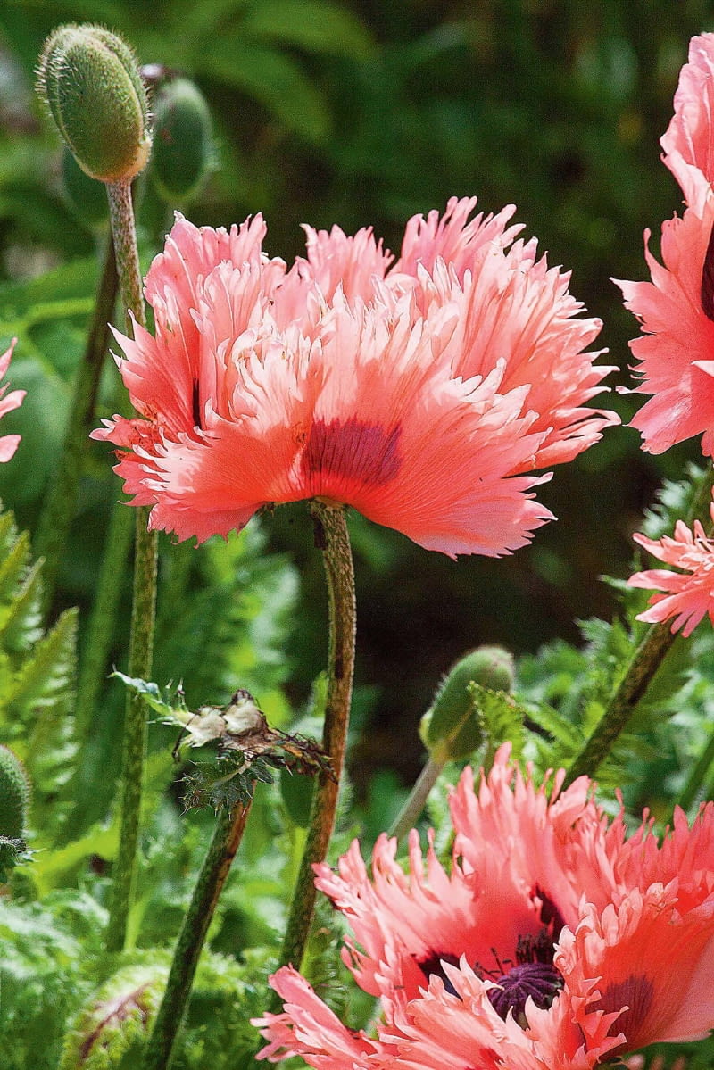 'Pink Ruffles' o płatkach jak płomienie dorasta do 70-75 cm. 'Pink Ruffles' o płatkach jak płomienie dorasta do 70-75 cm.