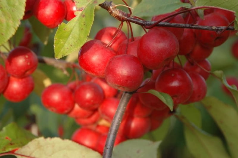 Jabłoń ozdobna (Malus) 'Ola' Jabłoń ozdobna (Malus) 'Ola'