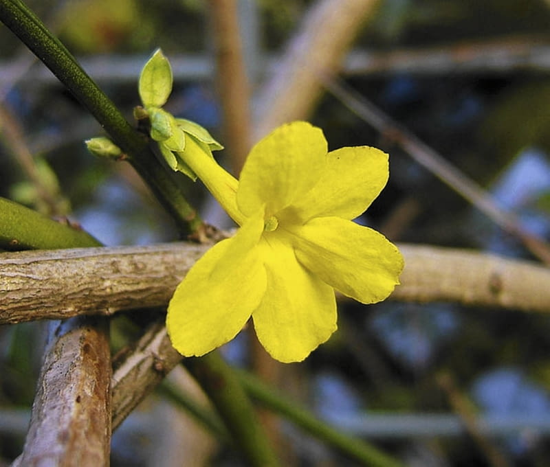 jasminowiec jasminowiec