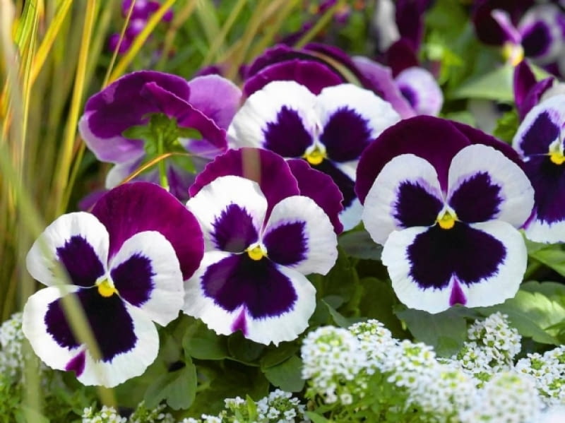 'Matrix cassis' 'Matrix cassis'