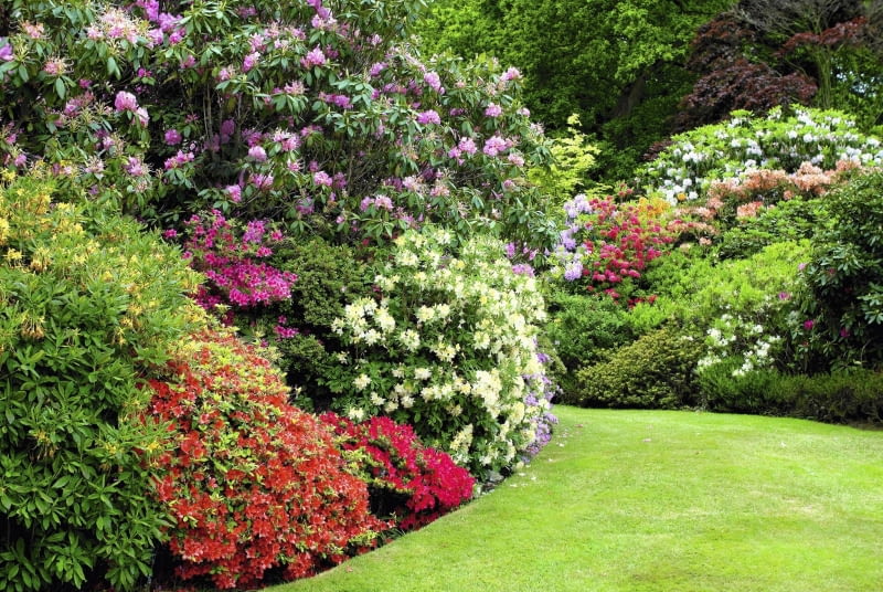 kolorowe różaneczniki i azalie w maju i czerwcu prezentują wszystkie swoje wdzięki. B0XFX9 rhododendrons and azaleas in english garden. Image shot 2008. Exact date unknown. SLOWA KLUCZOWE: rhododendrons and azaleas in english garden green grass lawn cultivated plants planting flowers flowering summer gardening neat formal borders colourful colorful british horticulture britain uk