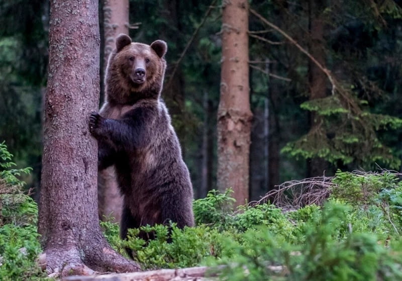 Niedźwiedź brunatny (Ursus arctos)