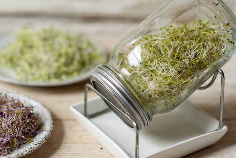 Uprawa kiełków w kiełkownicy słoikowej