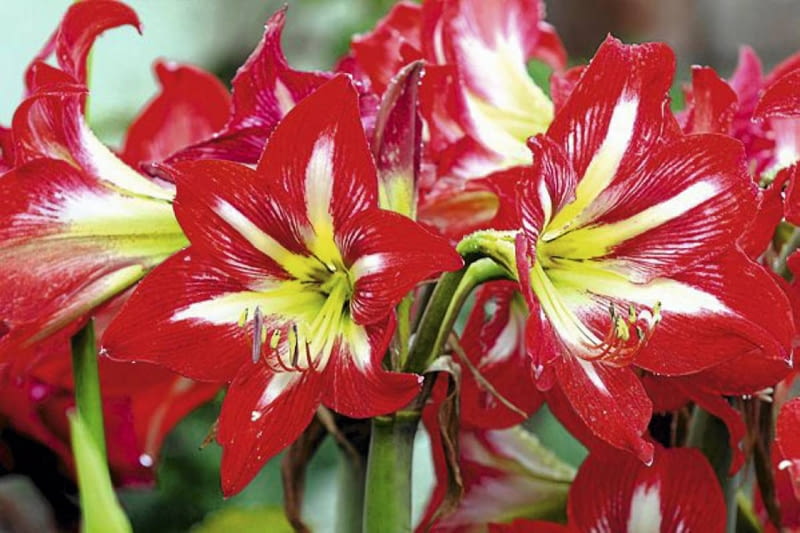 Hipeastrum 'Stargazer' Hipeastrum 'Stargazer'
