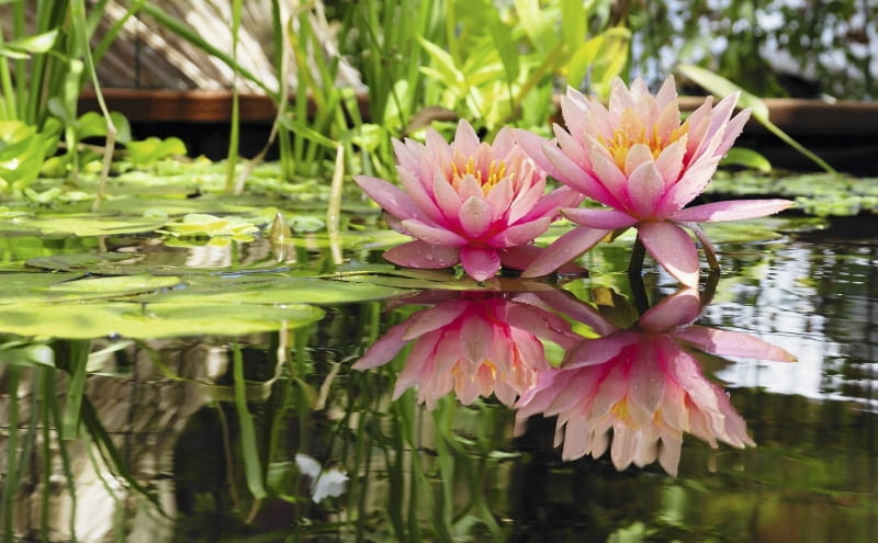 lilia Stitched Panorama SLOWA KLUCZOWE: nénuphar fleur flore bassin aquatique inflorescence jardin reflet bassin d'agrément agrément floraison pétales eau biotope