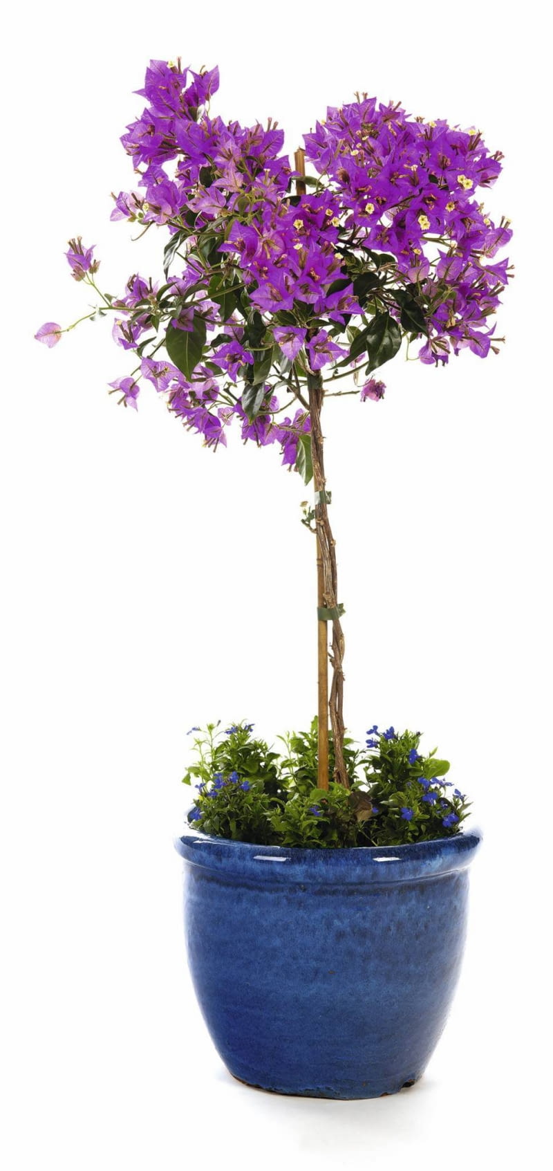 BUGENWILLĘ prowadzoną jako drzewko na pniu (na zdjęciu) bądź jako pnącze warto przyciąć na wiosnę.