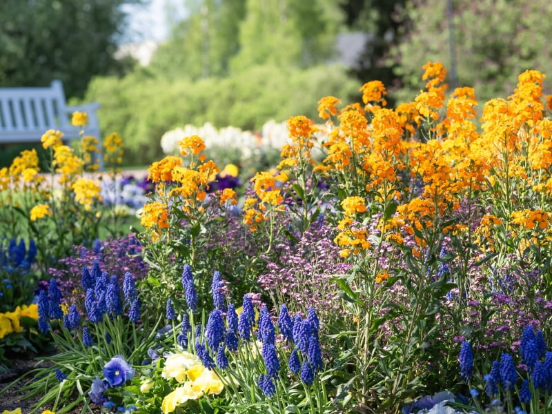 Lak pospolity (Erysimum cheiri) Lak pospolity (Erysimum cheiri)