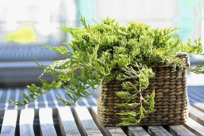 23.05.2006 WARSZAWA DLA CZTERY KATY IGLAK IGLAKI IGLASTE JALOWIEC PLOZACY JUNIPERUS HORIZONTALIS PRINCE OF WALES STYLIZACJA ANETA KOSIBA FOT. LUKASZ ZANDECKI / AGENCJA GAZETA PUBLIKACJA KWIETNIK NR 9 (141) - 9.2006 PUBLIKACJA KWIETNIK NR 7 (187) - 7 2010 SLOWA KLUCZOWE: ROSLINY ZDJĘCIE DO WKŁADKI: PUBLIKACJA KWIETNIK NR 9 (141) - CZASOPISMA