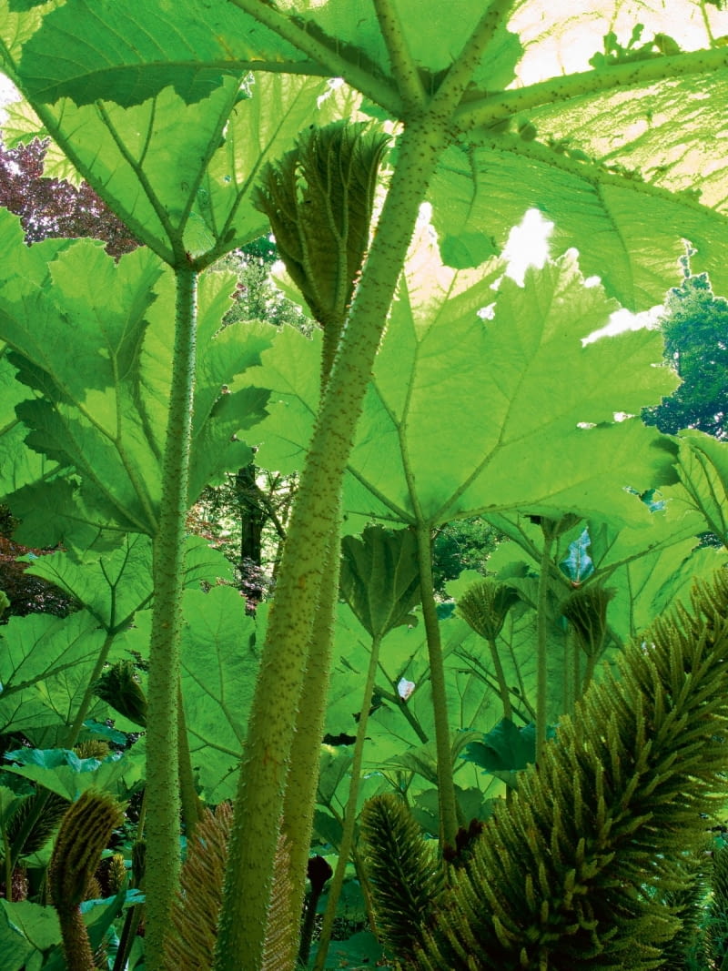 Gunnera olbrzymia w tropikach wznosi liście na wysokość 3-5 m. !BBNWB6 Gunnera manicata in spring